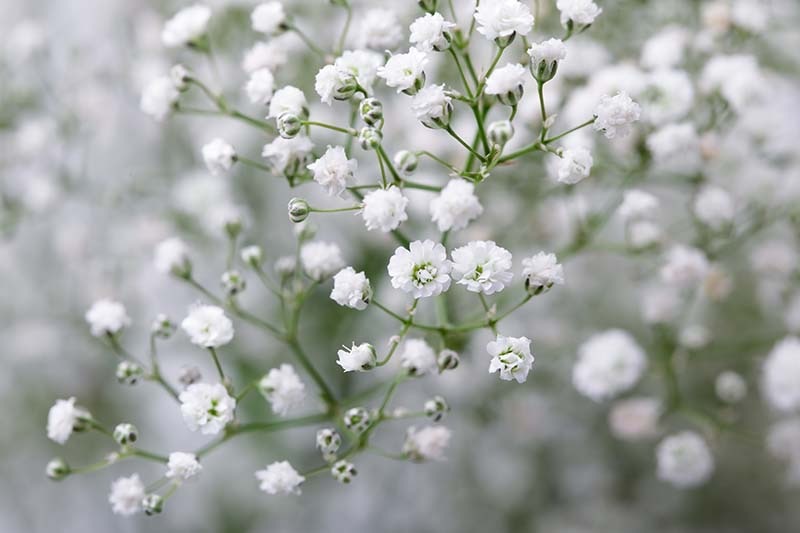 Baby’s Breath thumbnail