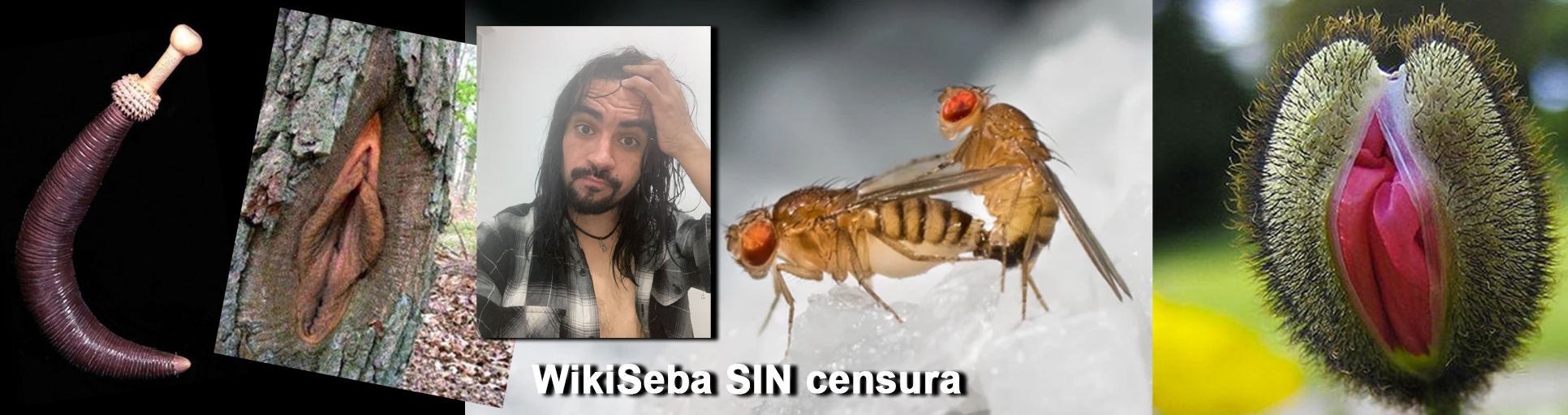 wikiseba thumbnail