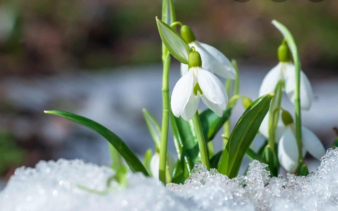 sweetgalanthus thumbnail