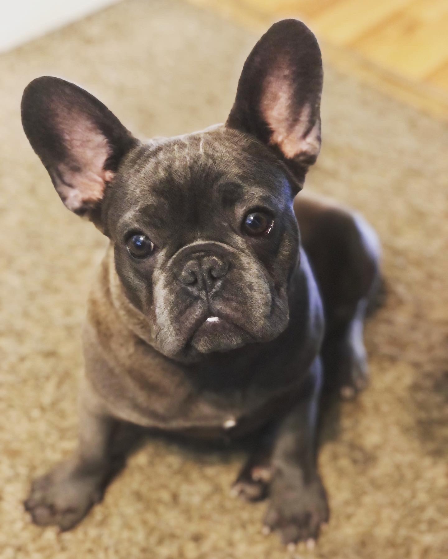 Yoda the frenchie profile