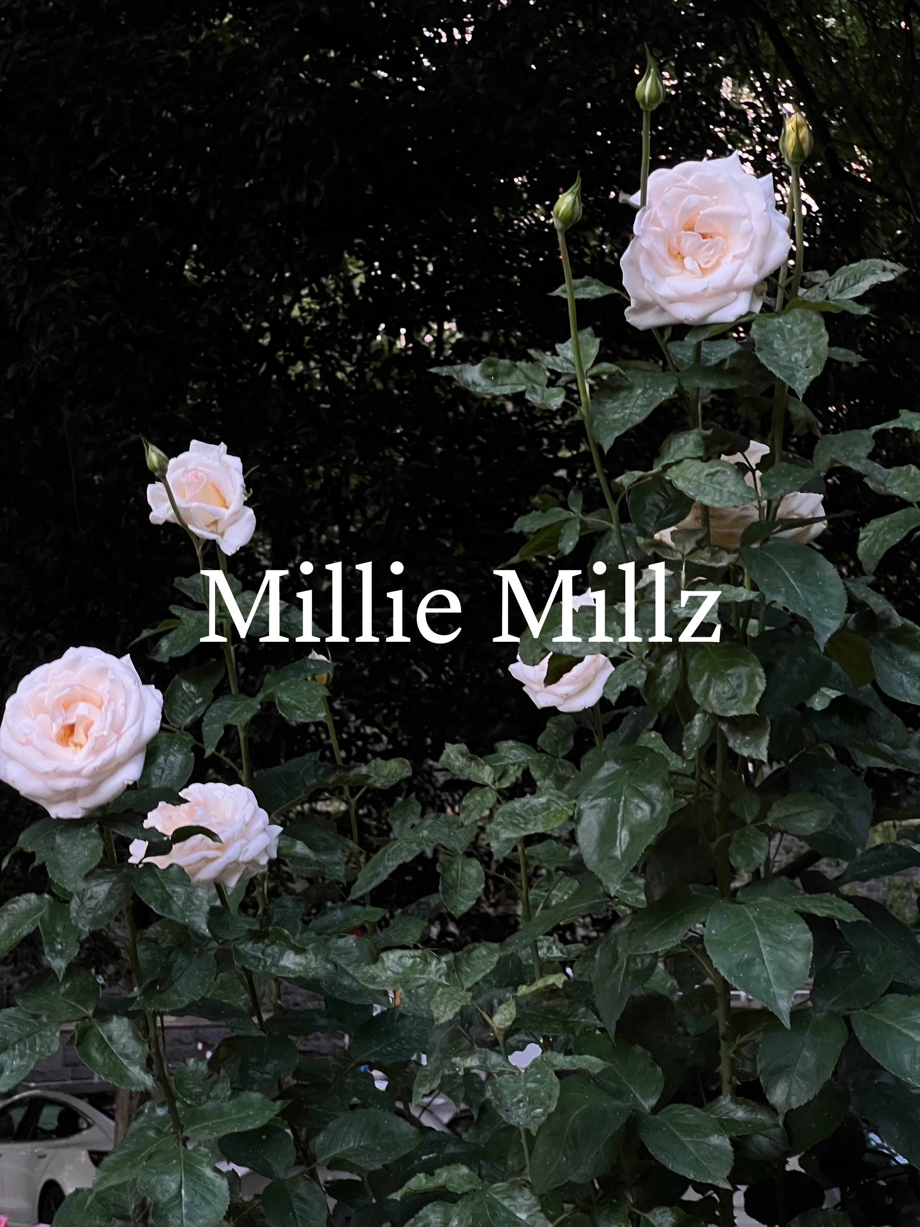 milliemillz thumbnail