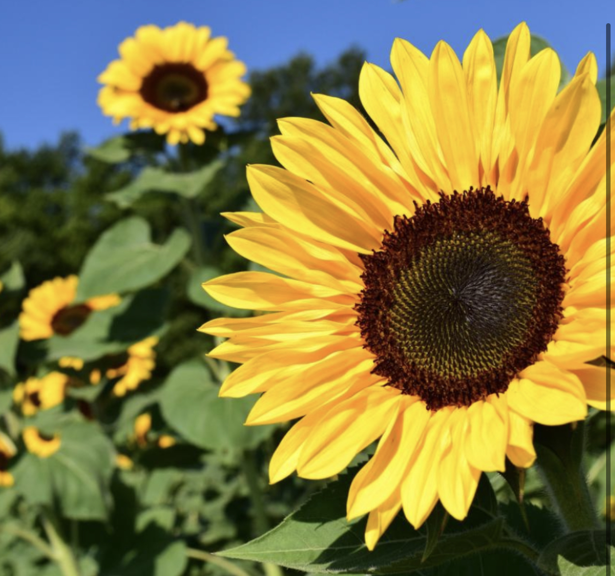 SluttySunflower profile