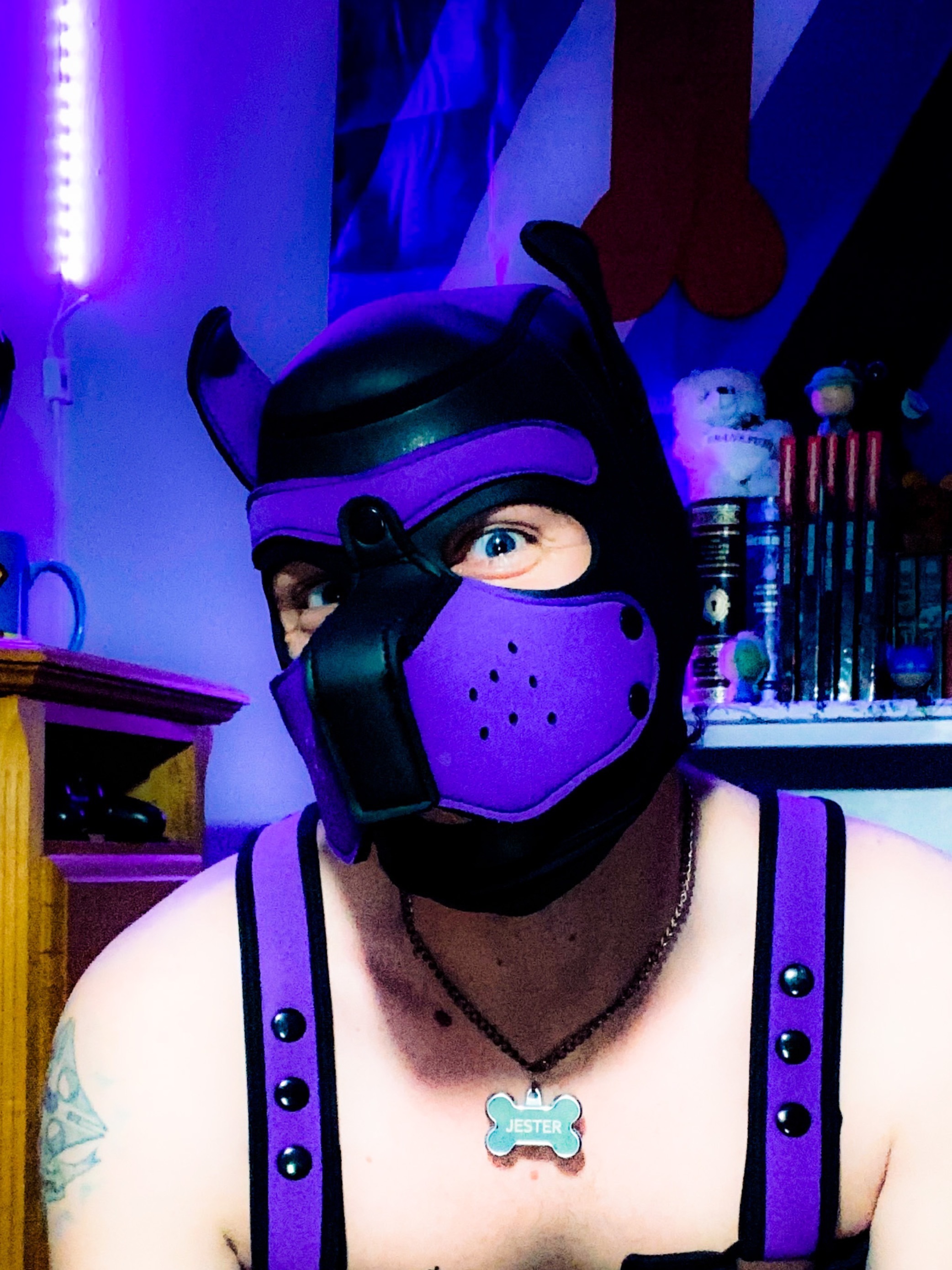 pup-jester thumbnail