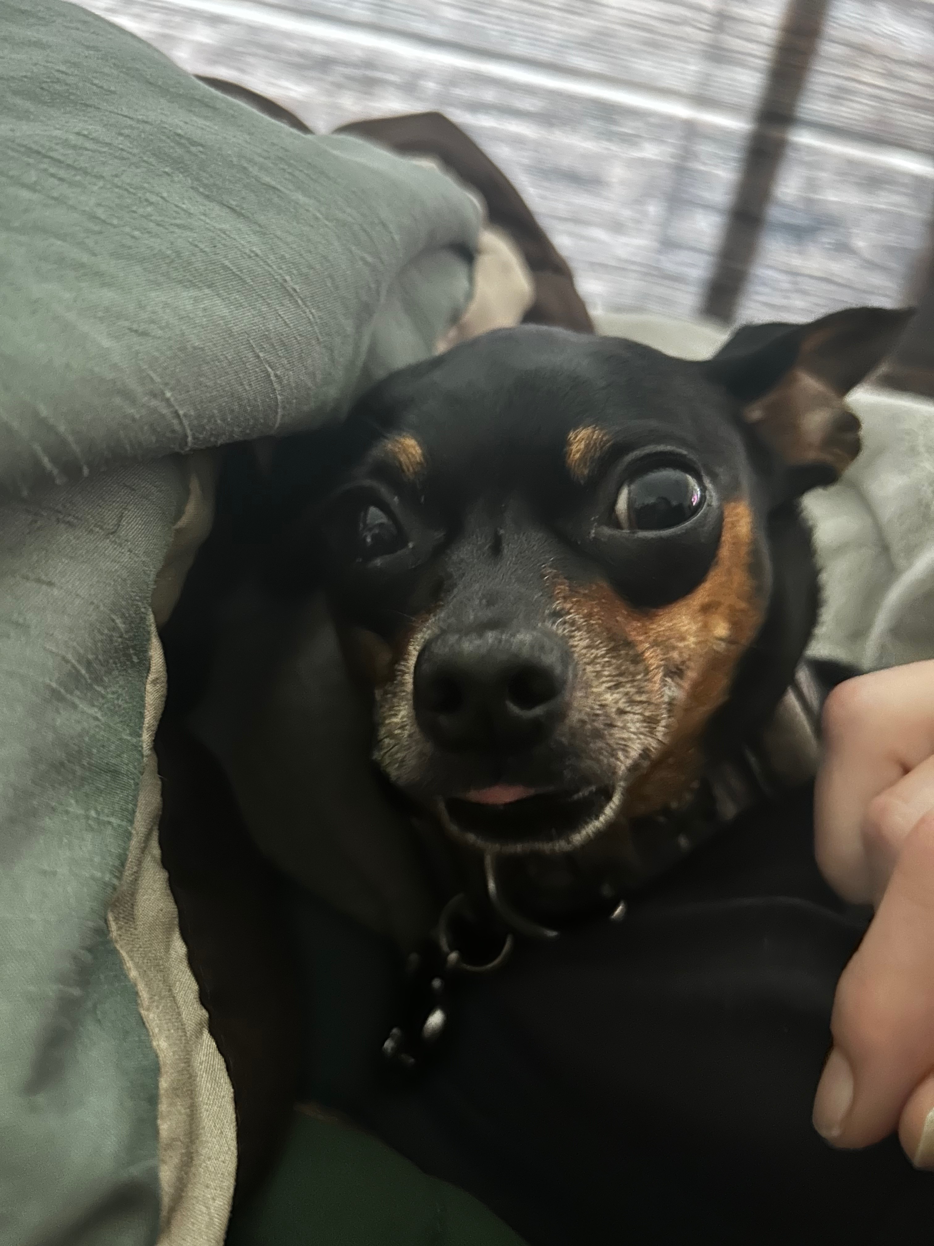 Harlow the MinChiPin thumbnail