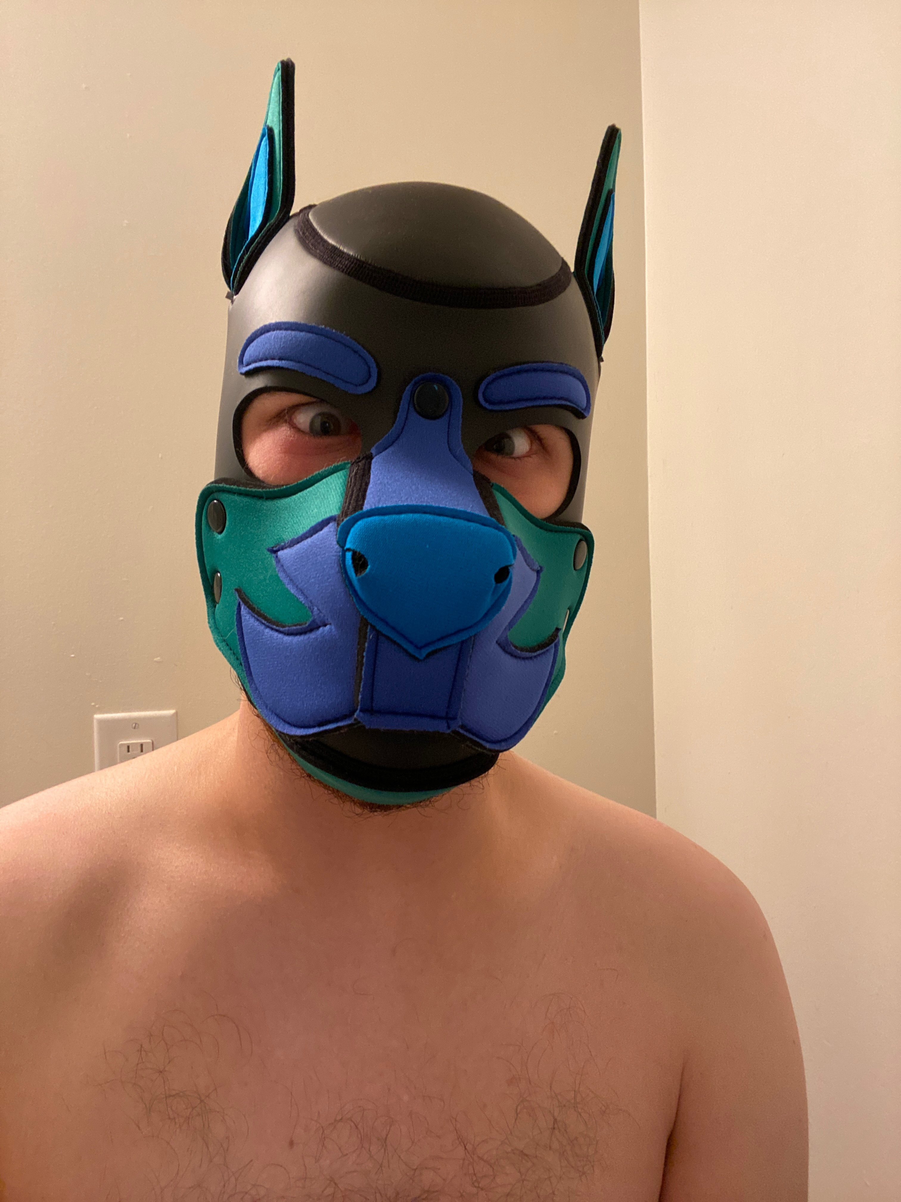 pup_orion profile