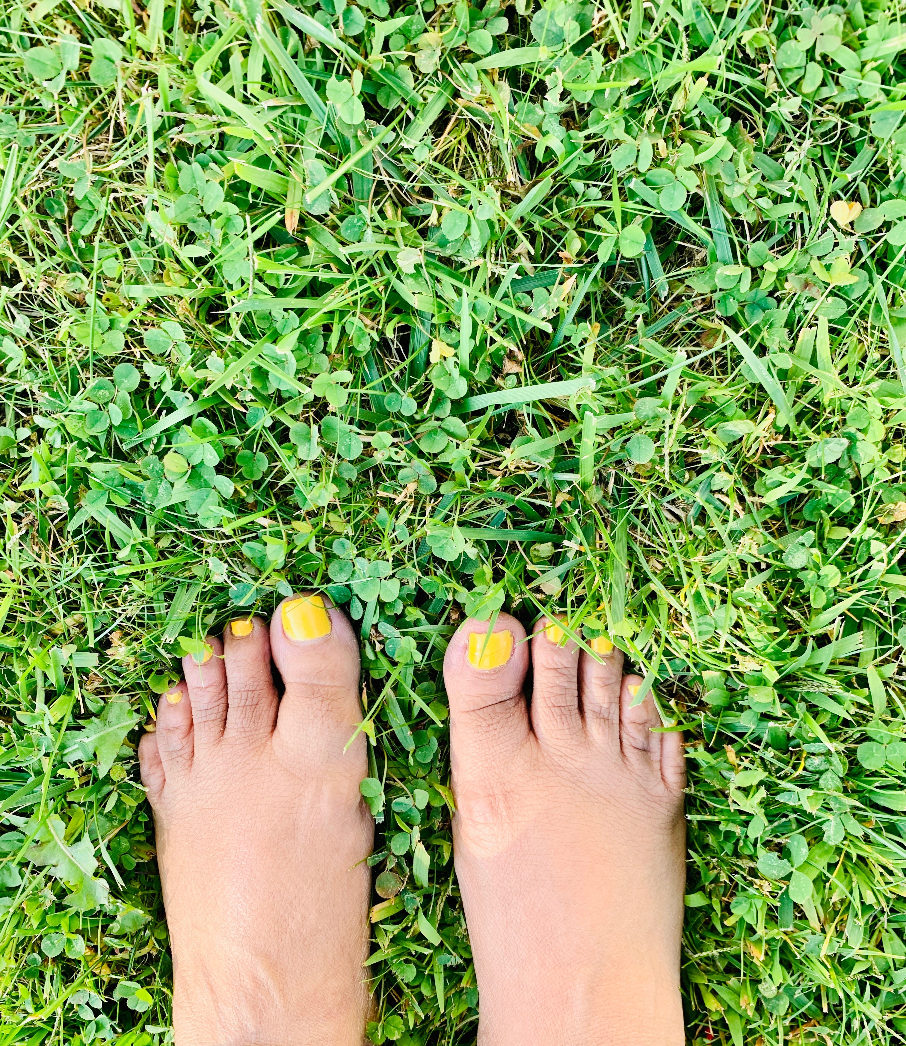 Sunflower Meadow profile