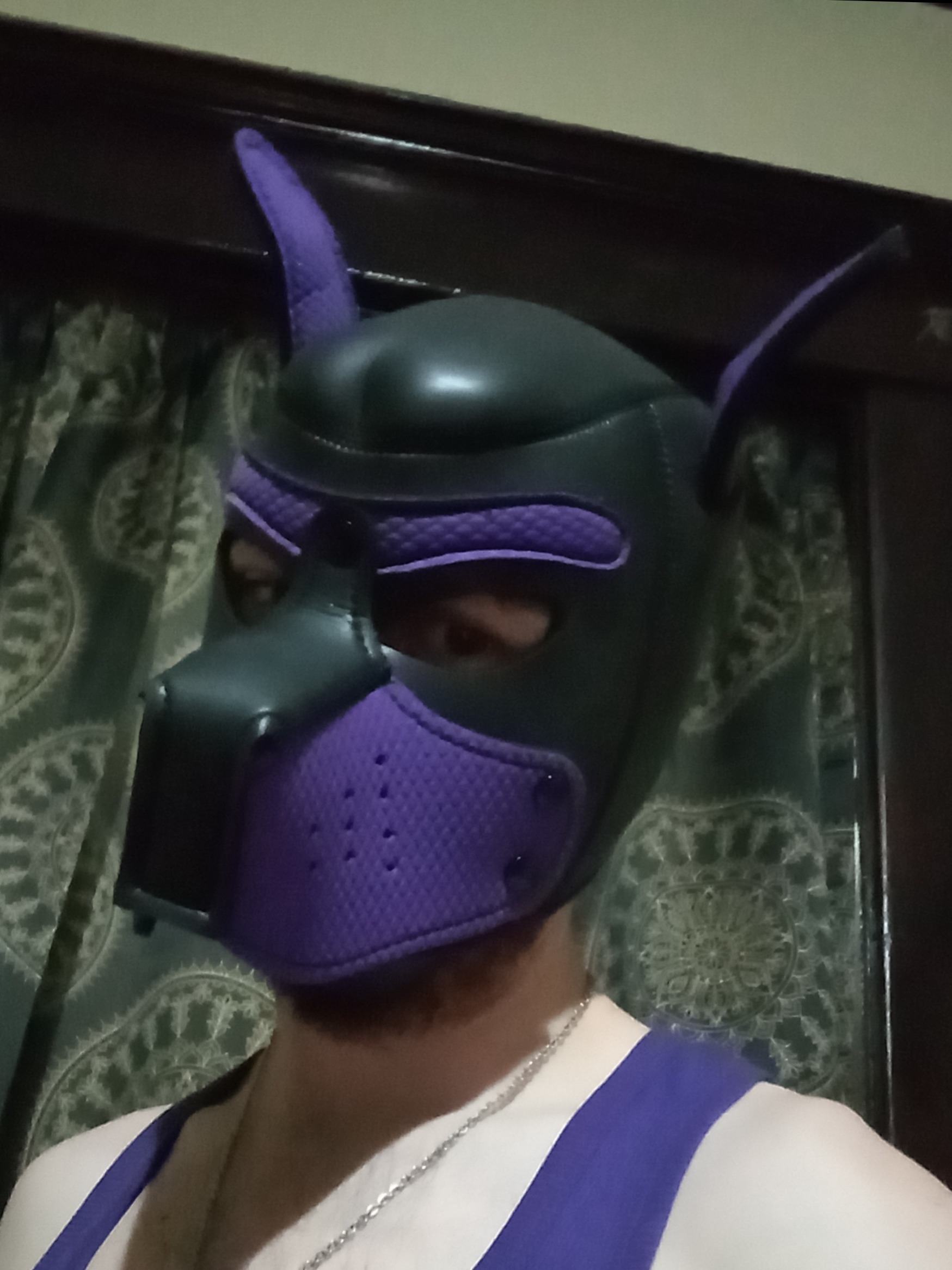 PupDax profile