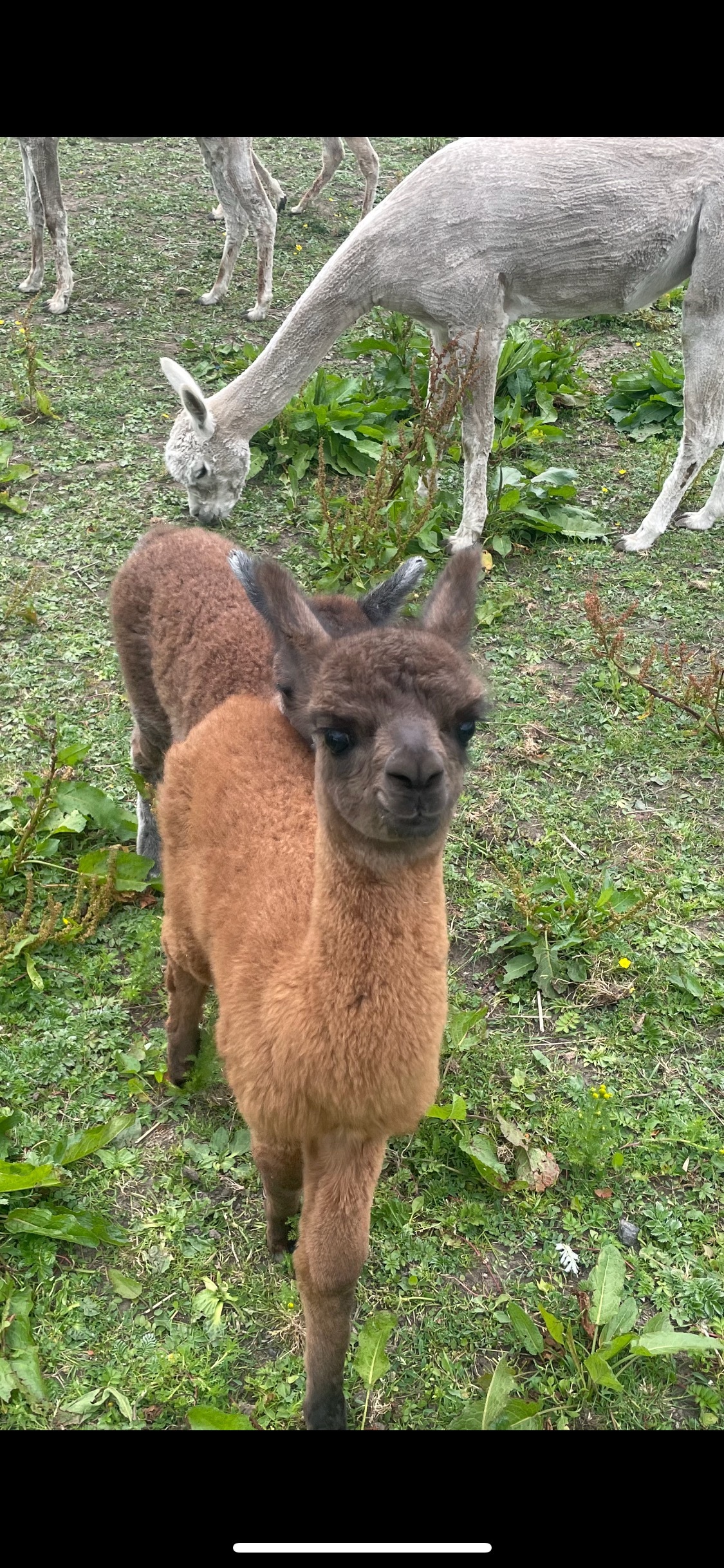 Only alpaca Alfie profile