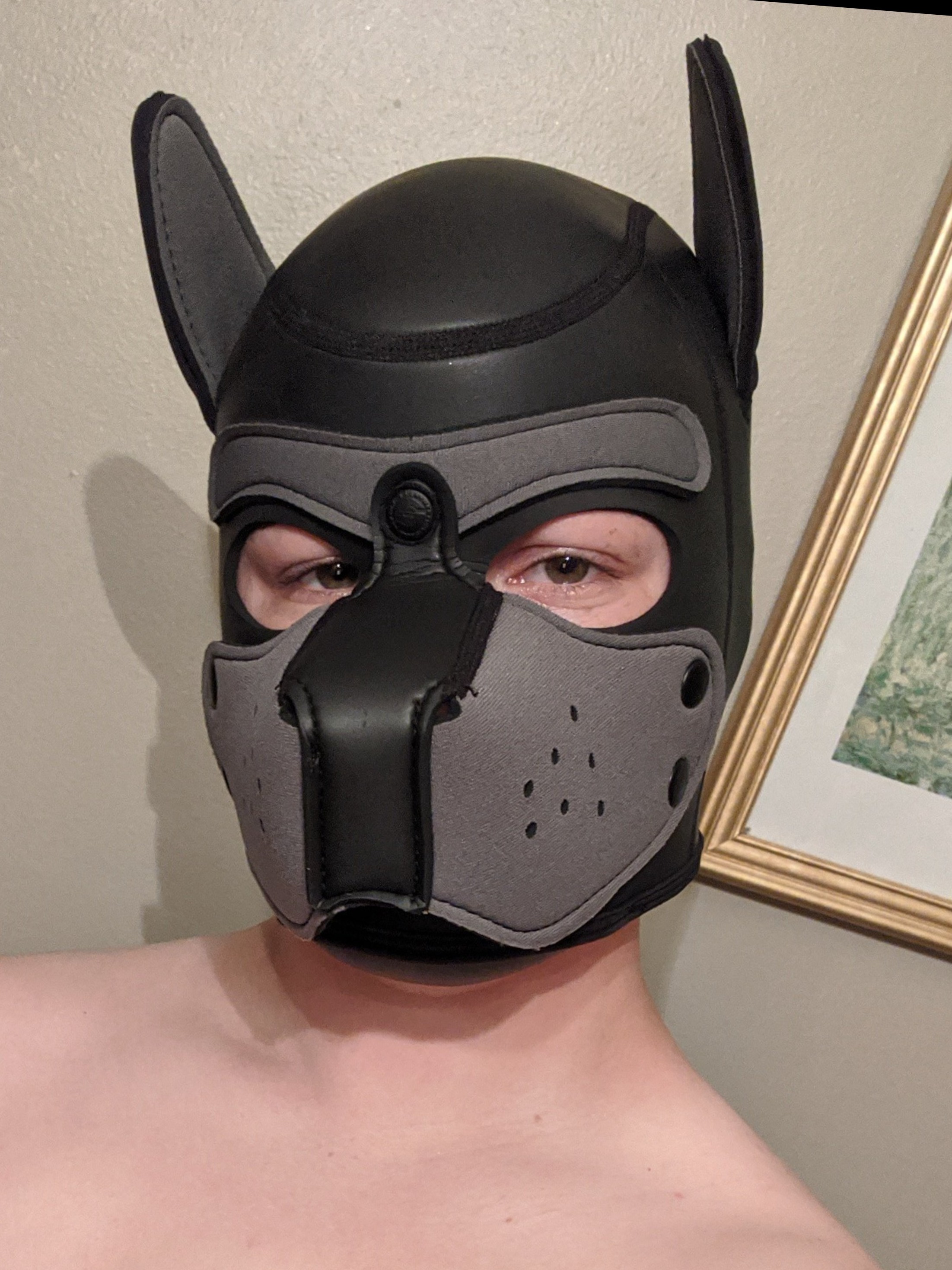 Pup Jackal profile