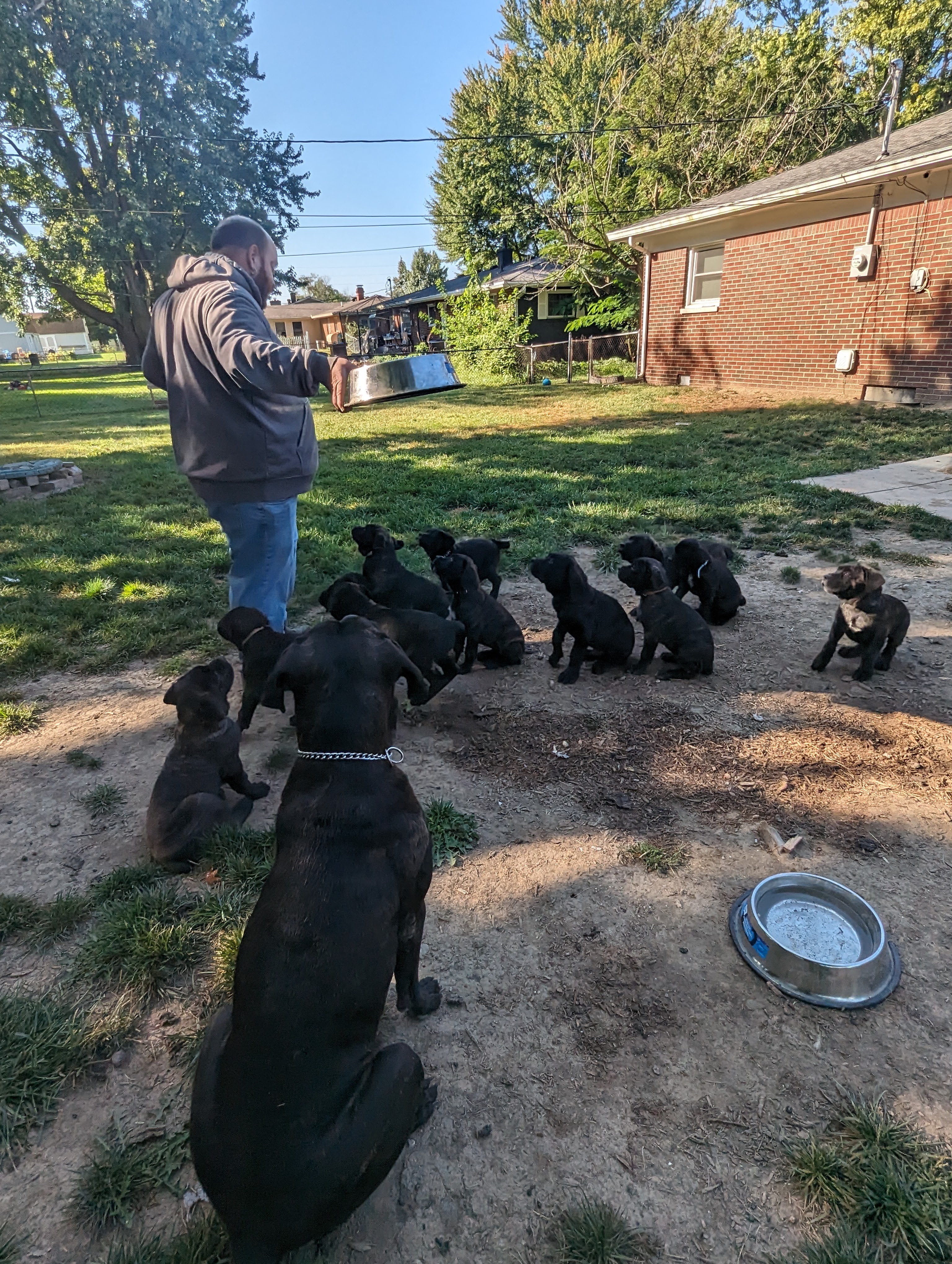 Guardians Dog Training profile