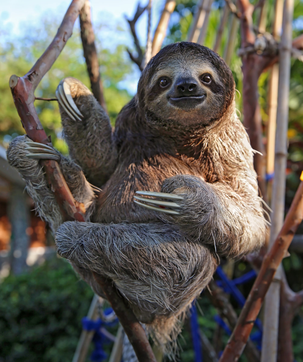 Sloth thumbnail