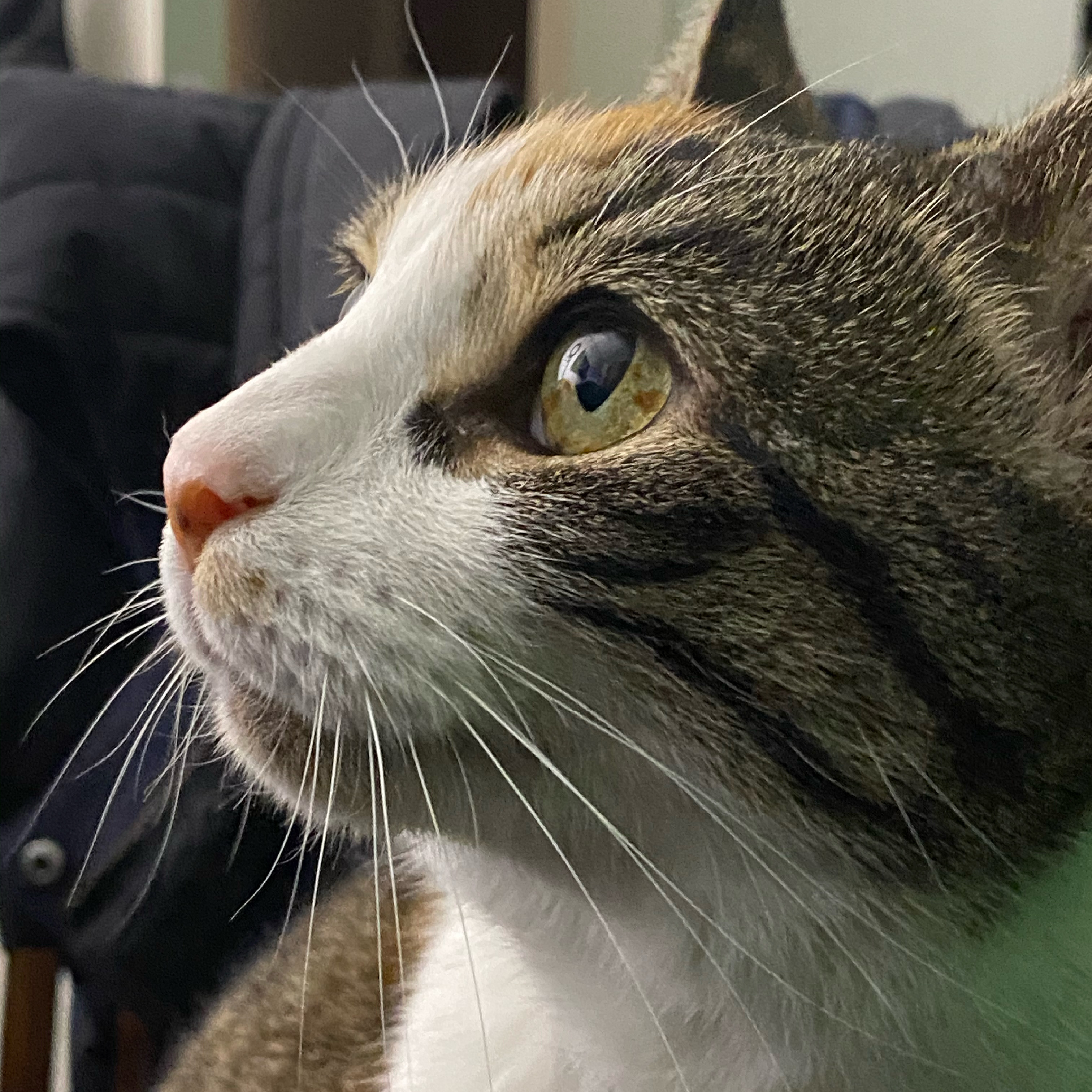 Calico Pussy profile