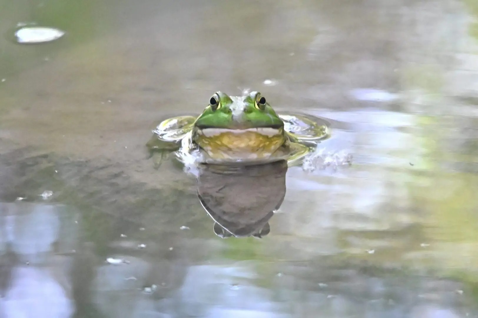 Frog profile