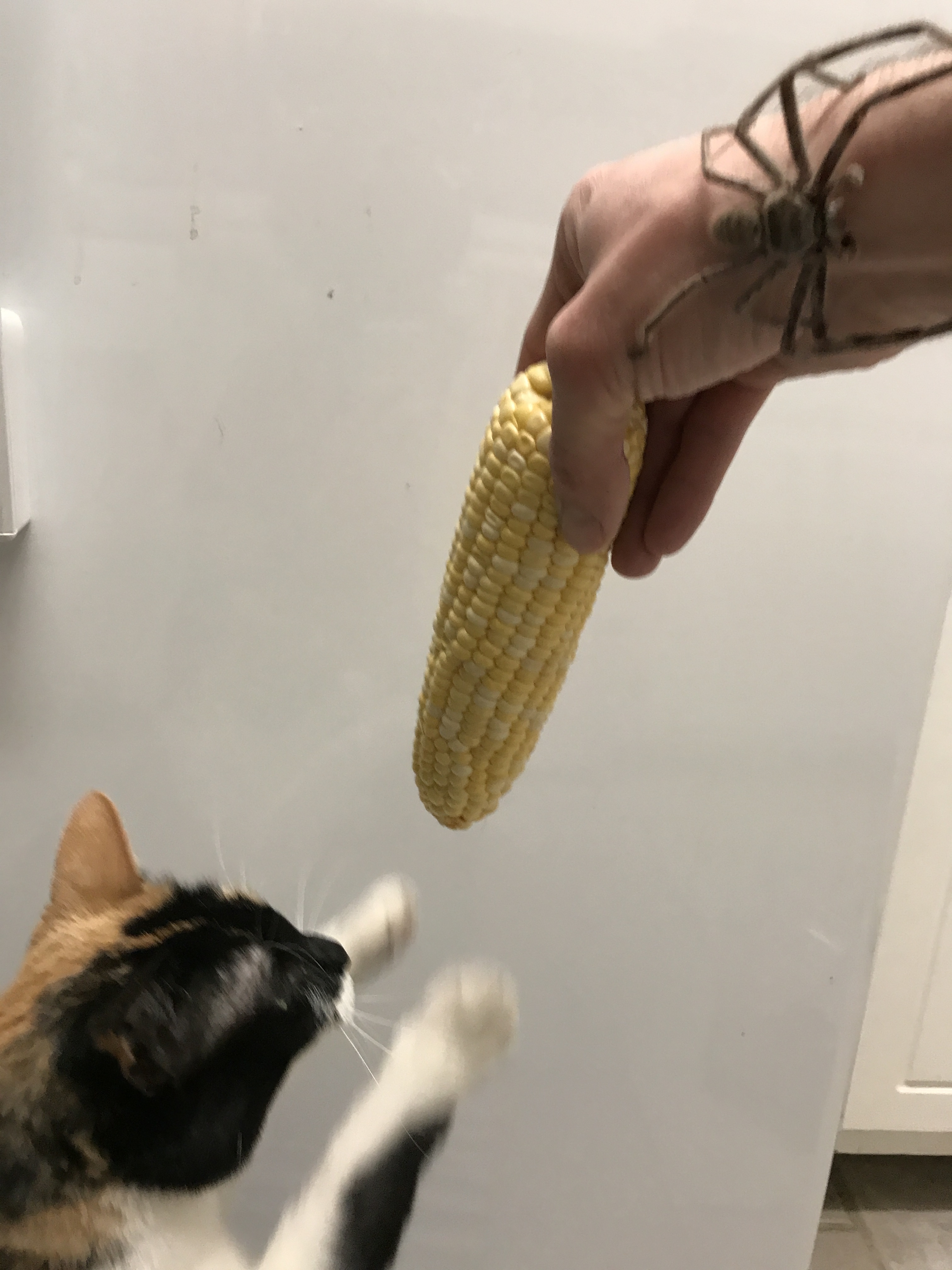 nokittymycreamedcorncover