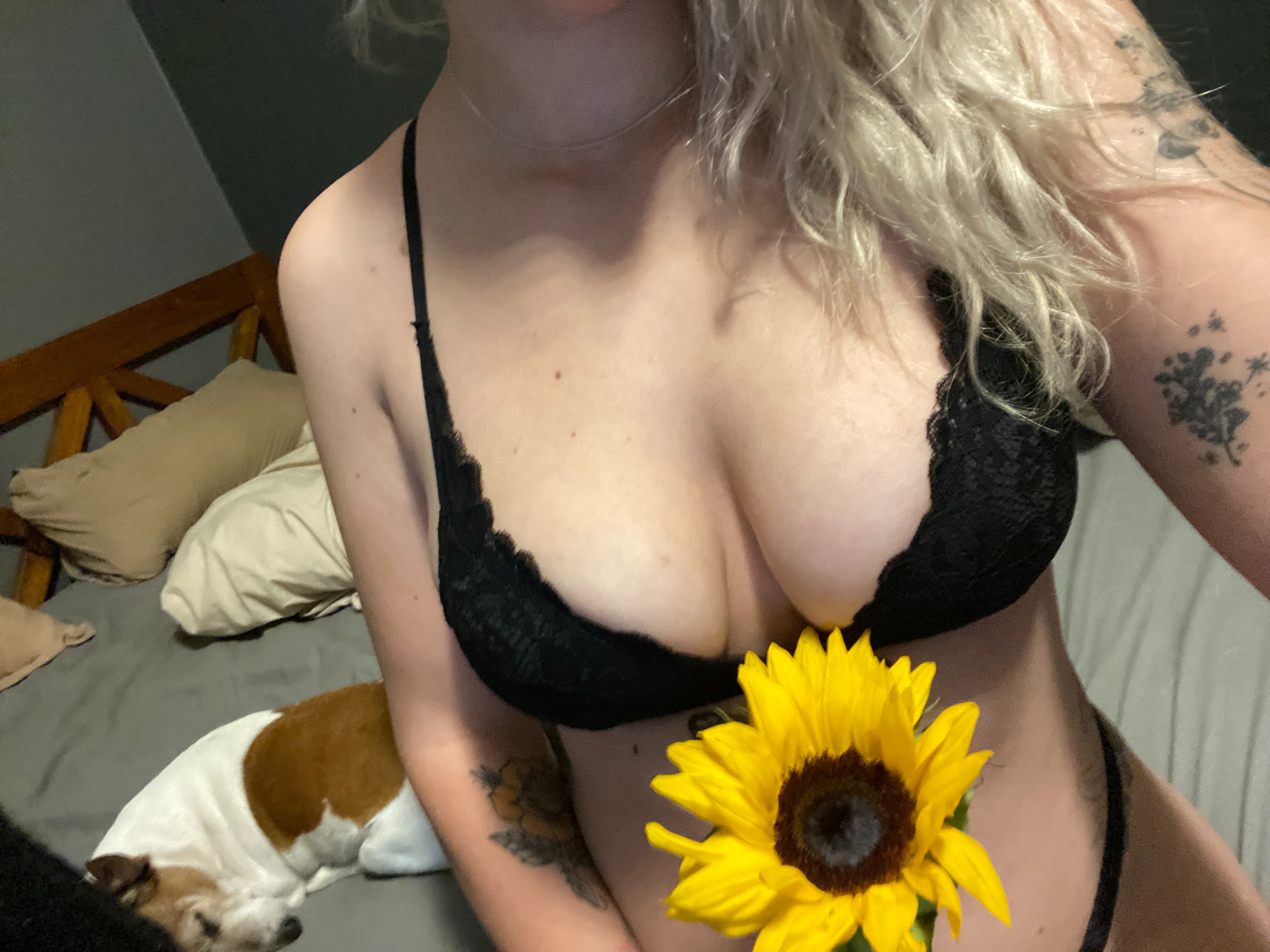 sunflowerkitten_xcover