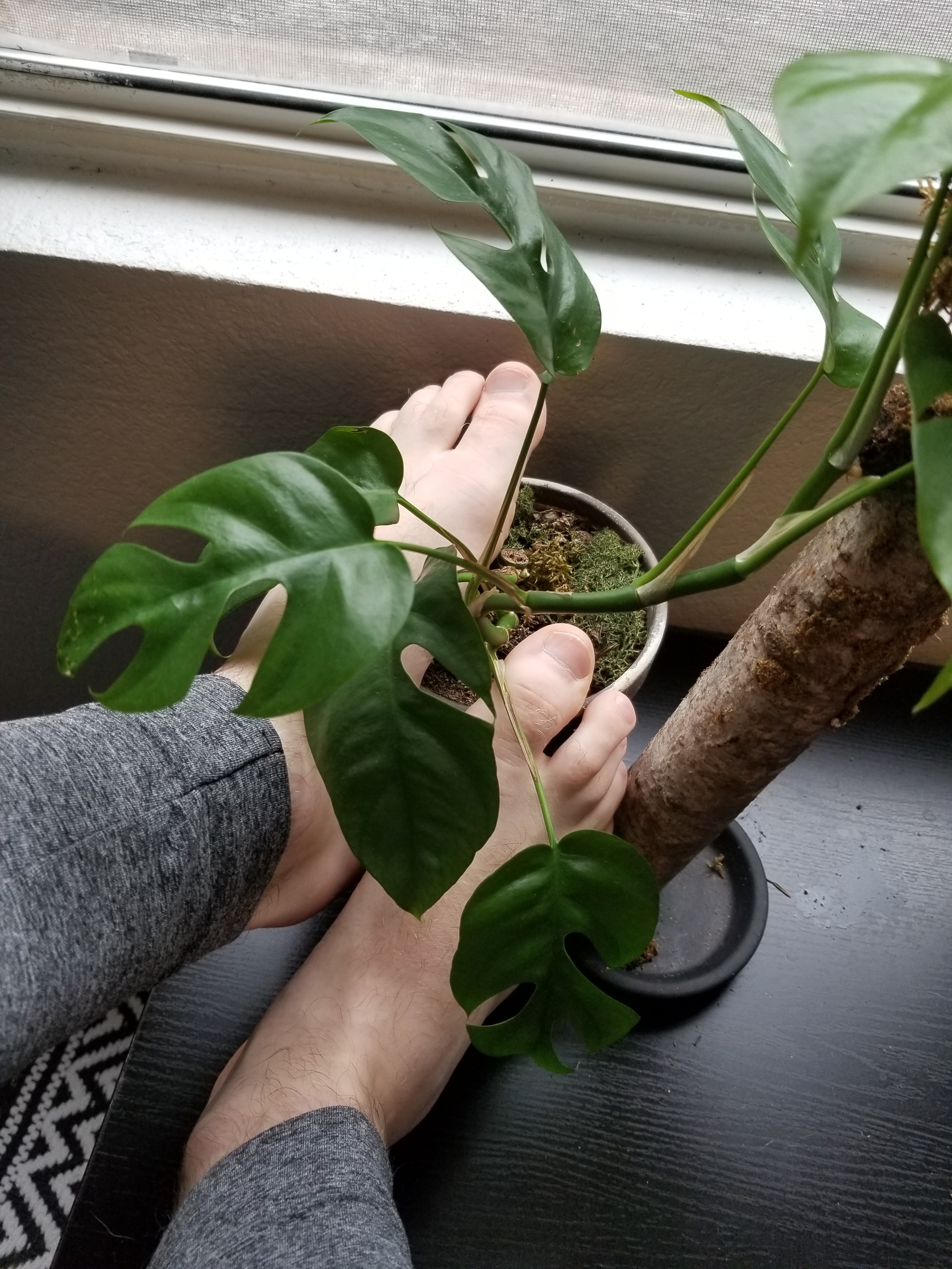 ThisGuyWithFeetAndPlants profile