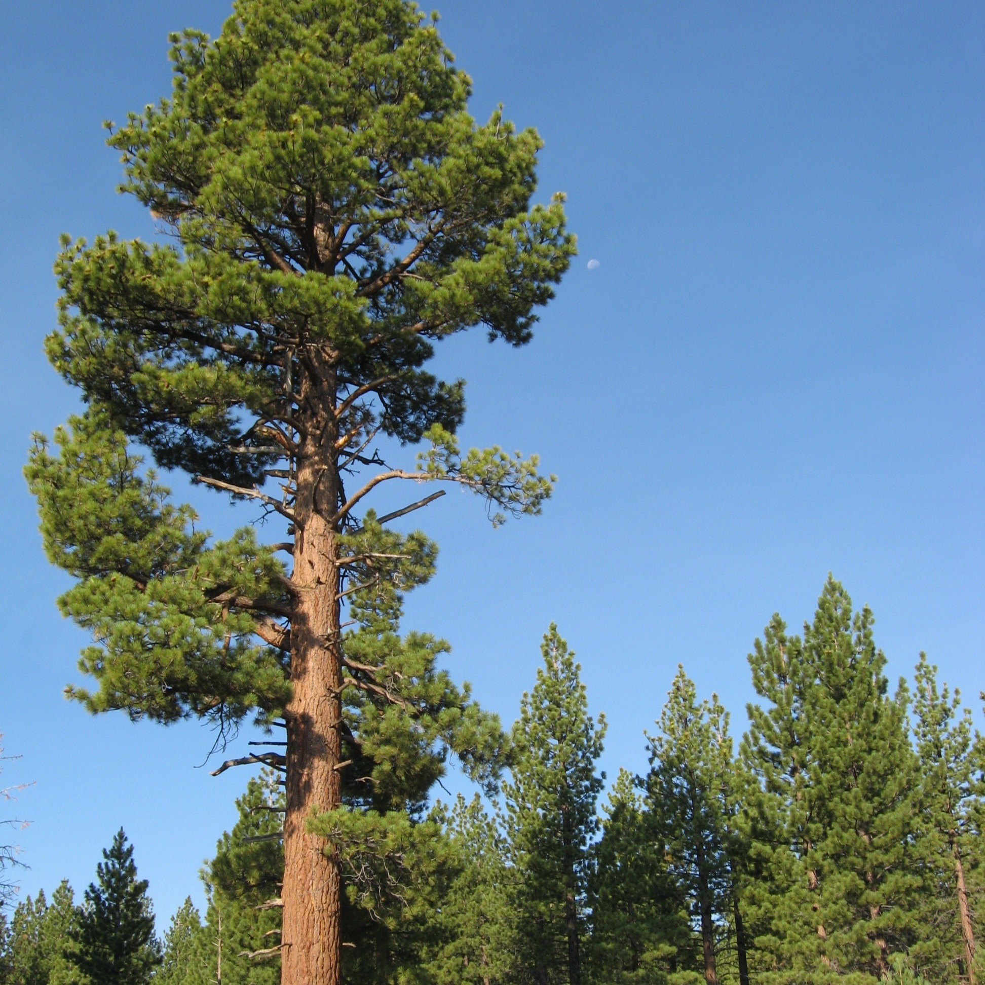 Jeffrey Pine profile