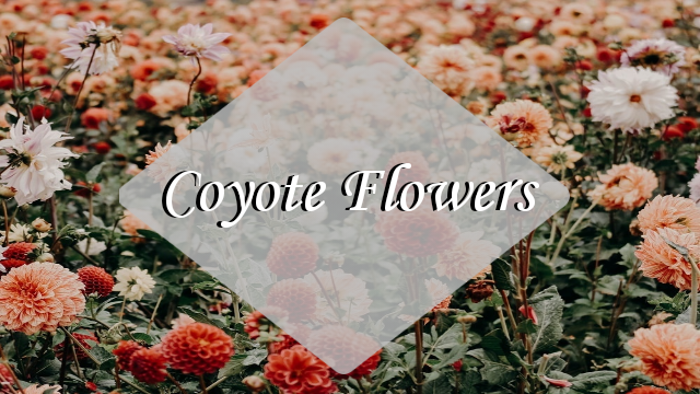 coyoteflower thumbnail