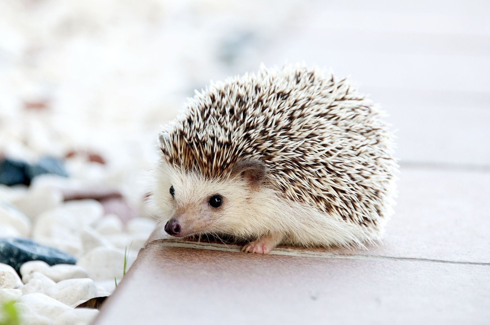 hedgyhog thumbnail