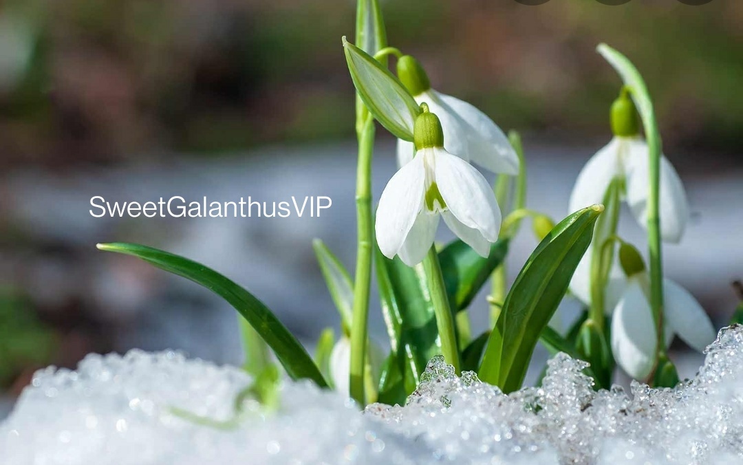 SweetGalanthusVIP thumbnail