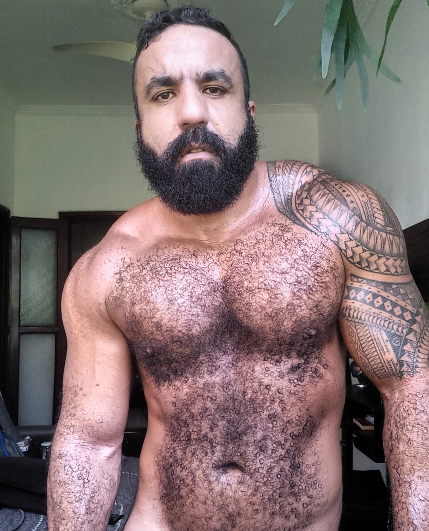 musclebearbrazil profile