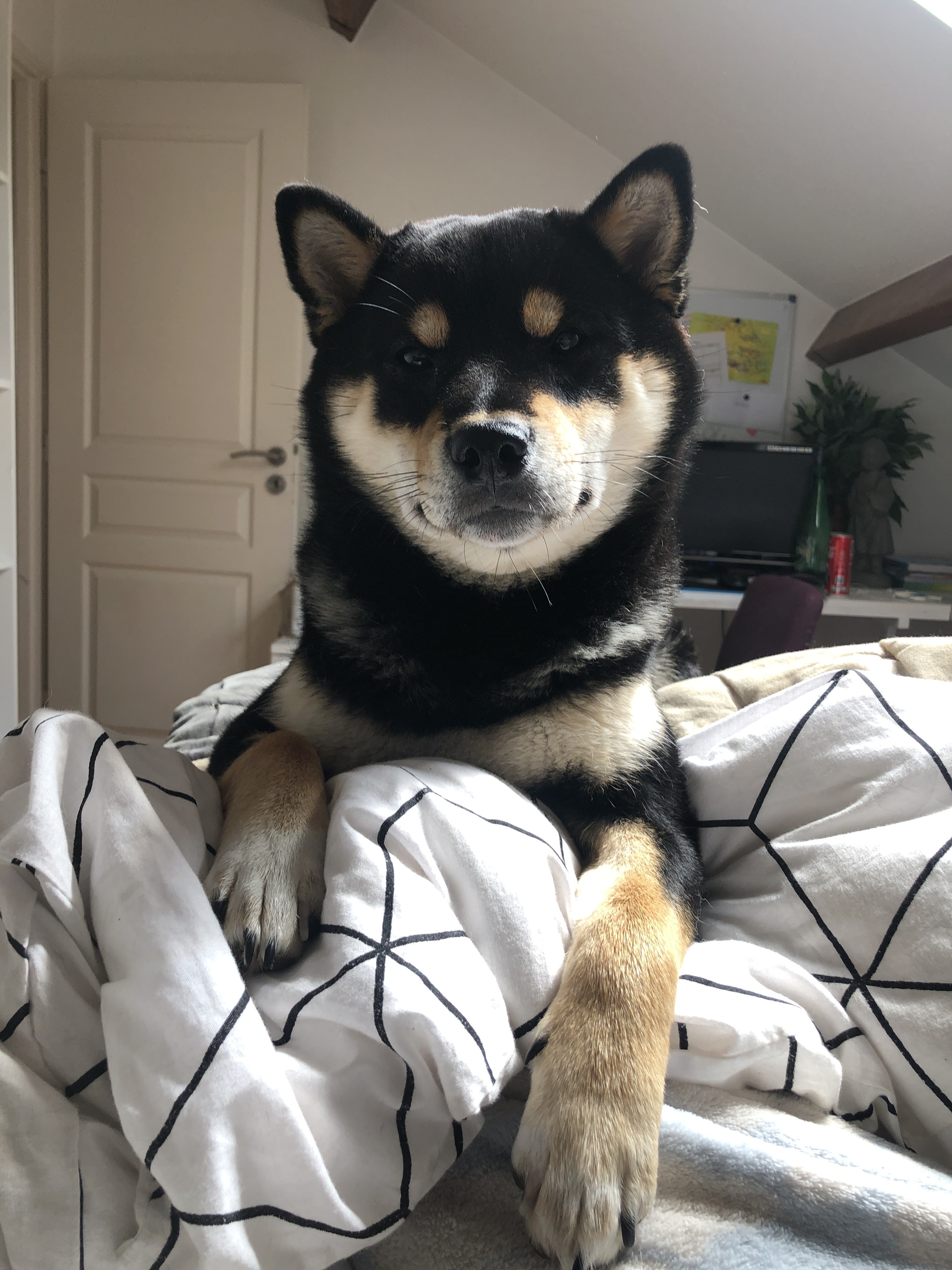 ryuk_shibainucover