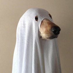 Spooky Dog profile