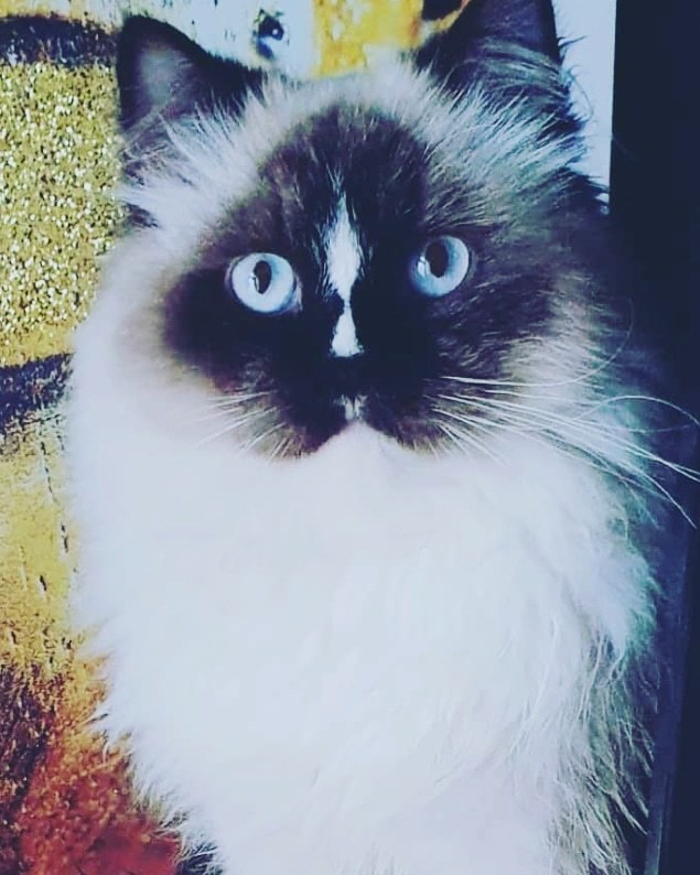 Pablo the Ragdoll profile