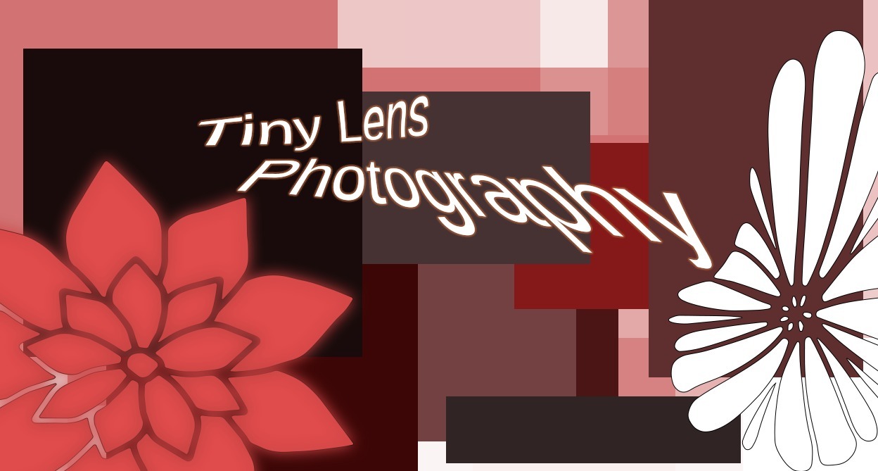 Tiny Lens Photography thumbnail