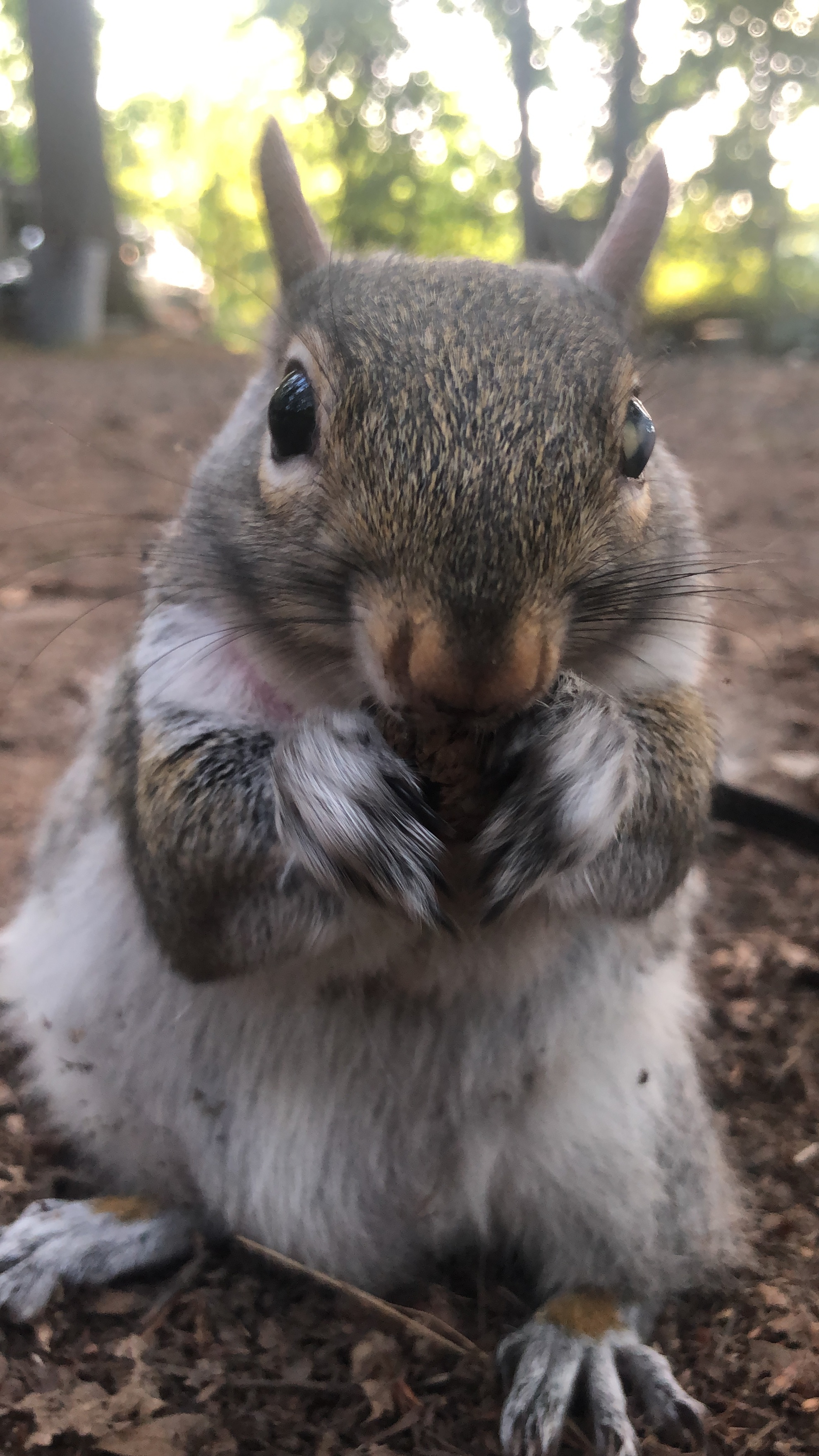 NormaTheSquirrel profile