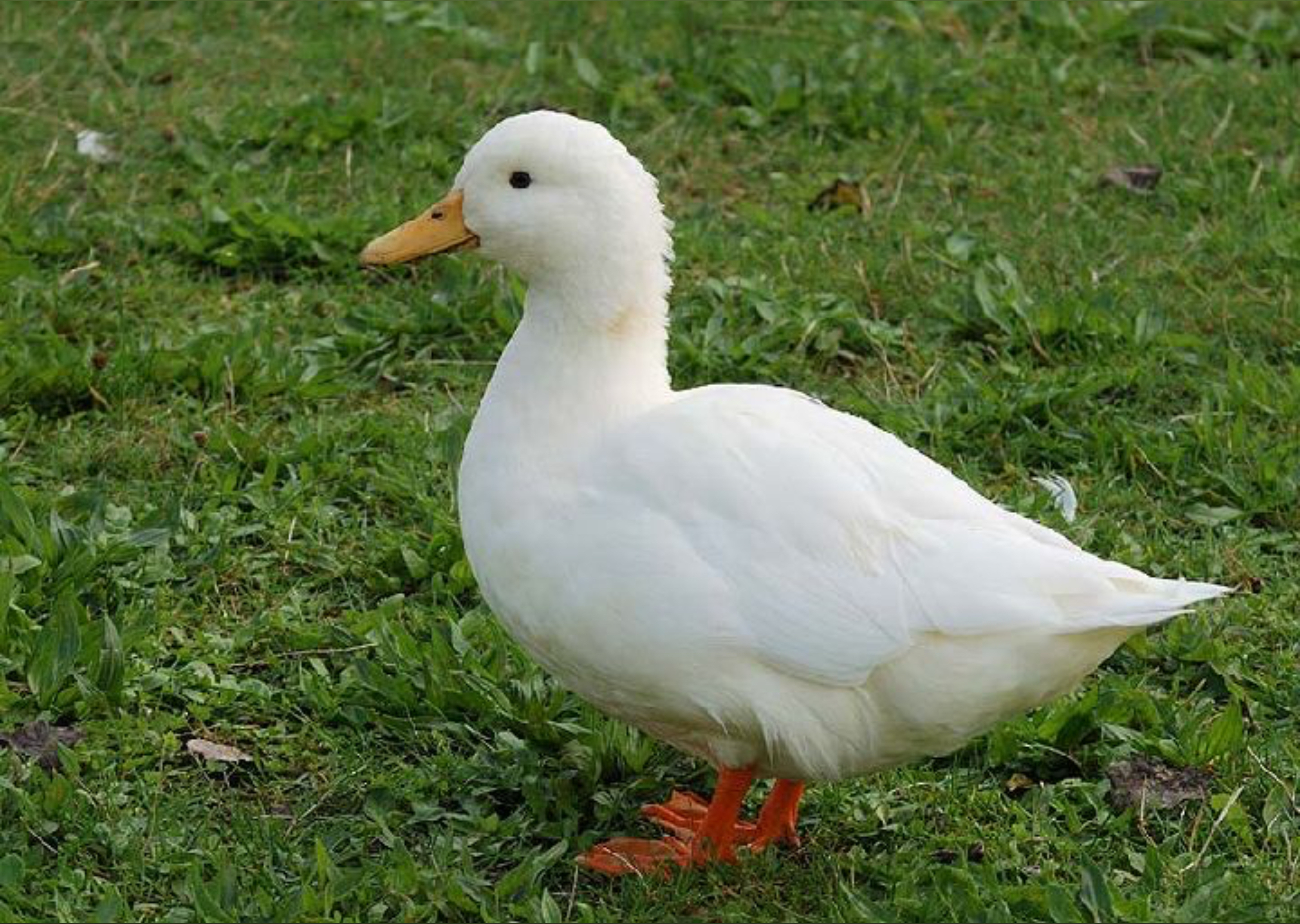 Hot Duck profile