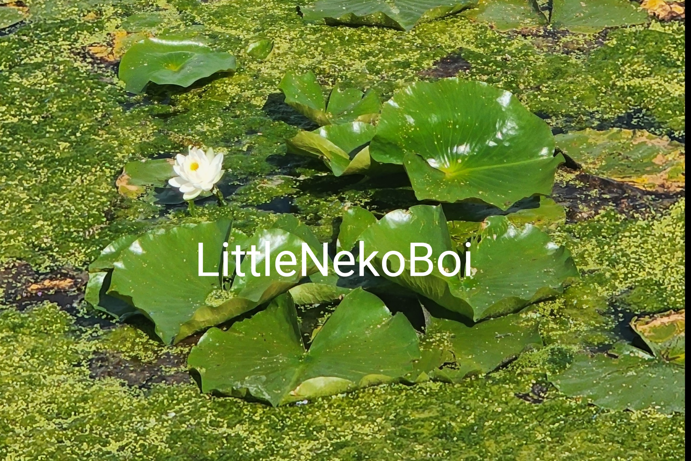 littlenekoboi thumbnail