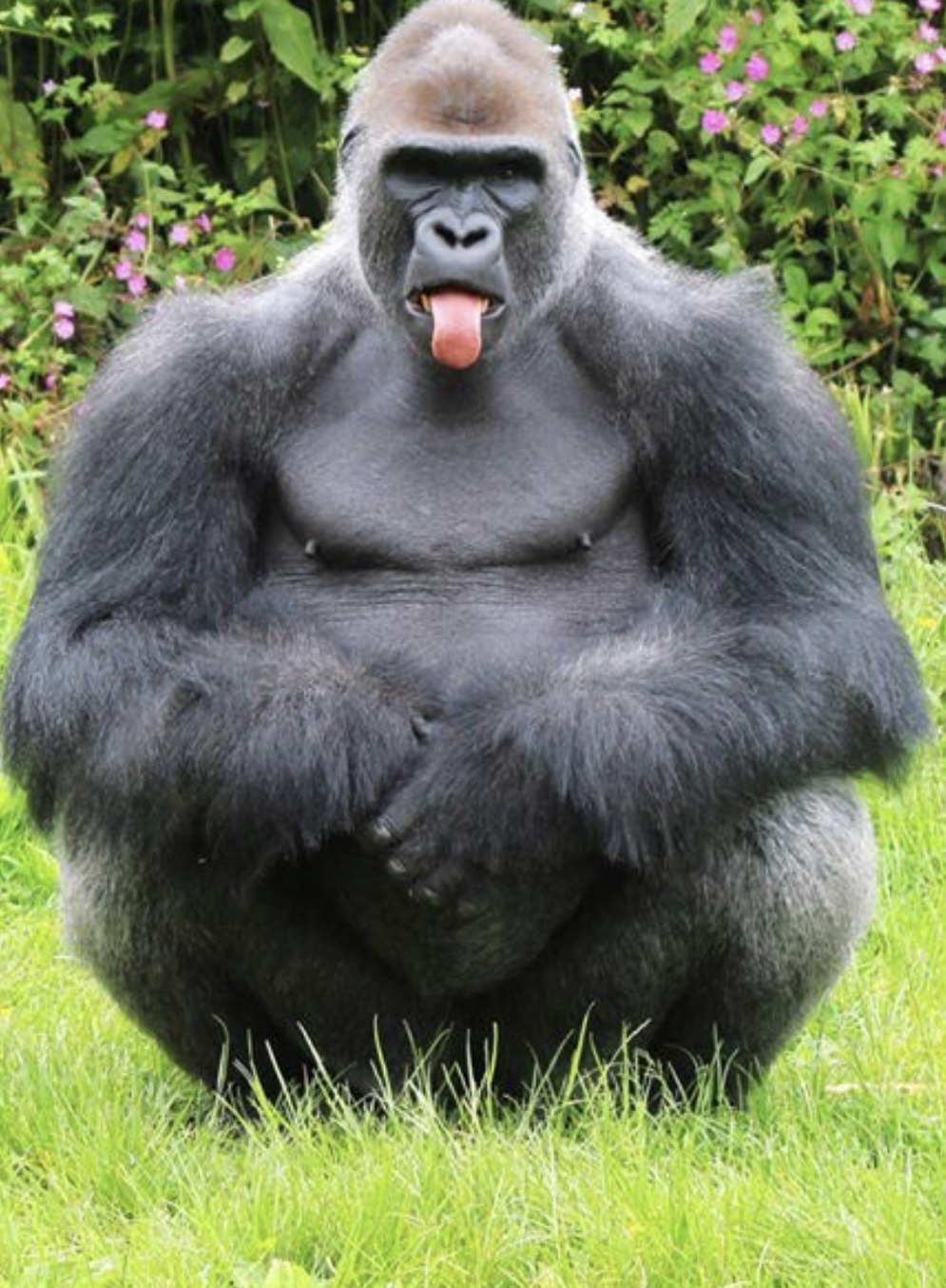 gorilladickin404 profile